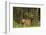 Bull Elk, Bow Valley Parkway, Banff National Park, Alberta, Canada-Michel Hersen-Framed Photographic Print