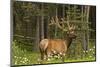 Bull Elk, Bow Valley Parkway, Banff National Park, Alberta, Canada-Michel Hersen-Mounted Photographic Print