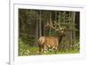 Bull Elk, Bow Valley Parkway, Banff National Park, Alberta, Canada-Michel Hersen-Framed Photographic Print