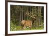 Bull Elk, Bow Valley Parkway, Banff National Park, Alberta, Canada-Michel Hersen-Framed Photographic Print