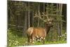 Bull Elk, Bow Valley Parkway, Banff National Park, Alberta, Canada-Michel Hersen-Mounted Photographic Print