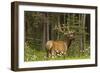 Bull Elk, Bow Valley Parkway, Banff National Park, Alberta, Canada-Michel Hersen-Framed Photographic Print