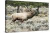 Bull elk bugling during the fall rut, Yellowstone National Park.-WILLIAM-Stretched Canvas