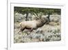 Bull elk bugling during the fall rut, Yellowstone National Park.-WILLIAM-Framed Photographic Print