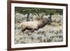 Bull elk bugling during the fall rut, Yellowstone National Park.-WILLIAM-Framed Photographic Print