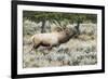 Bull elk bugling during the fall rut, Yellowstone National Park.-WILLIAM-Framed Photographic Print