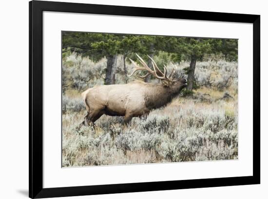 Bull elk bugling during the fall rut, Yellowstone National Park.-WILLIAM-Framed Photographic Print