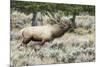 Bull elk bugling during the fall rut, Yellowstone National Park.-WILLIAM-Mounted Photographic Print