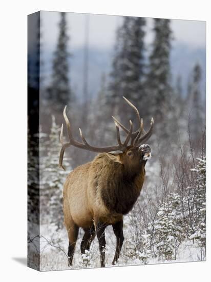 Bull Elk Bugling in the Snow, Jasper National Park, Unesco World Heritage Site, Alberta, Canada-James Hager-Stretched Canvas