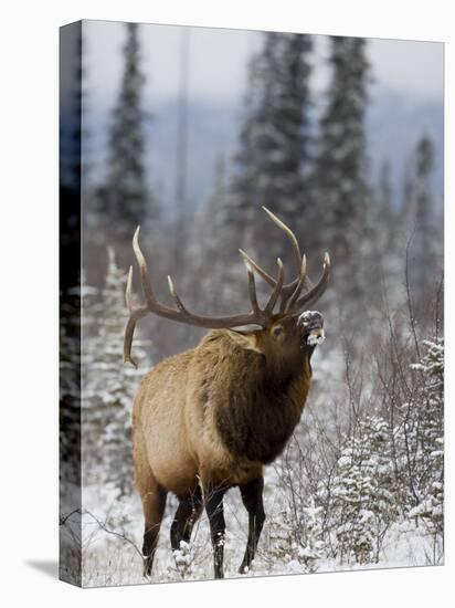 Bull Elk Bugling in the Snow, Jasper National Park, Unesco World Heritage Site, Alberta, Canada-James Hager-Stretched Canvas