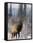 Bull Elk Bugling in the Snow, Jasper National Park, Unesco World Heritage Site, Alberta, Canada-James Hager-Framed Stretched Canvas