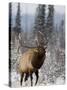 Bull Elk Bugling in the Snow, Jasper National Park, Unesco World Heritage Site, Alberta, Canada-James Hager-Stretched Canvas