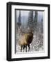 Bull Elk Bugling in the Snow, Jasper National Park, Unesco World Heritage Site, Alberta, Canada-James Hager-Framed Photographic Print