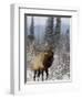 Bull Elk Bugling in the Snow, Jasper National Park, Unesco World Heritage Site, Alberta, Canada-James Hager-Framed Photographic Print