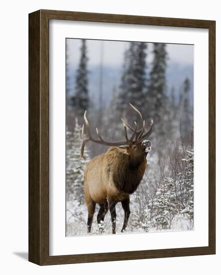 Bull Elk Bugling in the Snow, Jasper National Park, Unesco World Heritage Site, Alberta, Canada-James Hager-Framed Photographic Print