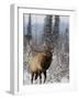 Bull Elk Bugling in the Snow, Jasper National Park, Unesco World Heritage Site, Alberta, Canada-James Hager-Framed Photographic Print