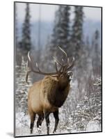 Bull Elk Bugling in the Snow, Jasper National Park, Unesco World Heritage Site, Alberta, Canada-James Hager-Mounted Photographic Print