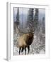 Bull Elk Bugling in the Snow, Jasper National Park, Unesco World Heritage Site, Alberta, Canada-James Hager-Framed Photographic Print