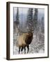 Bull Elk Bugling in the Snow, Jasper National Park, Unesco World Heritage Site, Alberta, Canada-James Hager-Framed Photographic Print