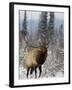 Bull Elk Bugling in the Snow, Jasper National Park, Unesco World Heritage Site, Alberta, Canada-James Hager-Framed Photographic Print