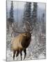 Bull Elk Bugling in the Snow, Jasper National Park, Unesco World Heritage Site, Alberta, Canada-James Hager-Mounted Photographic Print