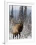 Bull Elk Bugling in the Snow, Jasper National Park, Unesco World Heritage Site, Alberta, Canada-James Hager-Framed Photographic Print