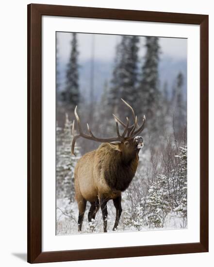 Bull Elk Bugling in the Snow, Jasper National Park, Unesco World Heritage Site, Alberta, Canada-James Hager-Framed Photographic Print