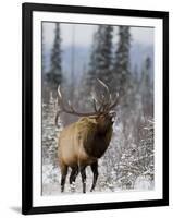 Bull Elk Bugling in the Snow, Jasper National Park, Unesco World Heritage Site, Alberta, Canada-James Hager-Framed Photographic Print