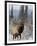 Bull Elk Bugling in the Snow, Jasper National Park, Unesco World Heritage Site, Alberta, Canada-James Hager-Framed Photographic Print