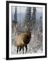 Bull Elk Bugling in the Snow, Jasper National Park, Unesco World Heritage Site, Alberta, Canada-James Hager-Framed Photographic Print