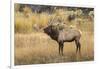 Bull elk bugling or wapiti, Yellowstone National Park, Wyoming-Adam Jones-Framed Photographic Print