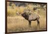 Bull elk bugling or wapiti, Yellowstone National Park, Wyoming-Adam Jones-Framed Photographic Print