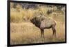 Bull elk bugling or wapiti, Yellowstone National Park, Wyoming-Adam Jones-Framed Photographic Print