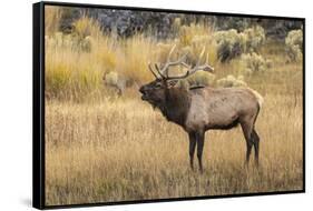 Bull elk bugling or wapiti, Yellowstone National Park, Wyoming-Adam Jones-Framed Stretched Canvas