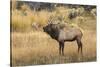 Bull elk bugling or wapiti, Yellowstone National Park, Wyoming-Adam Jones-Stretched Canvas