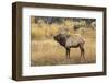 Bull elk bugling or wapiti, Yellowstone National Park, Wyoming-Adam Jones-Framed Photographic Print