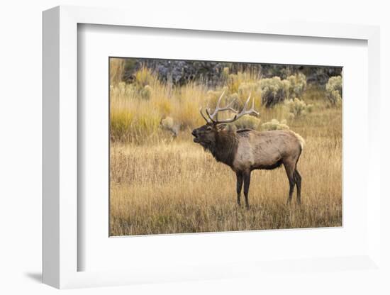Bull elk bugling or wapiti, Yellowstone National Park, Wyoming-Adam Jones-Framed Photographic Print