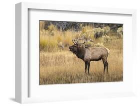 Bull elk bugling or wapiti, Yellowstone National Park, Wyoming-Adam Jones-Framed Photographic Print