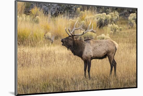 Bull elk bugling or wapiti, Yellowstone National Park, Wyoming-Adam Jones-Mounted Photographic Print