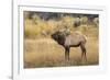 Bull elk bugling or wapiti, Yellowstone National Park, Wyoming-Adam Jones-Framed Photographic Print