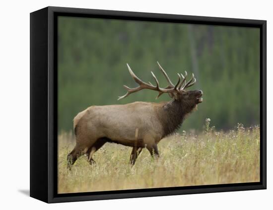 Bull Elk Bugling, Yellowstone National Park, Wyoming, USA-Rolf Nussbaumer-Framed Stretched Canvas