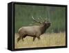 Bull Elk Bugling, Yellowstone National Park, Wyoming, USA-Rolf Nussbaumer-Framed Stretched Canvas