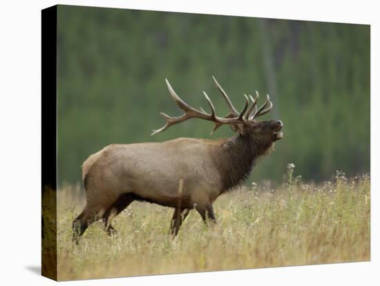 Bull Elk Bugling, Yellowstone National Park, Wyoming, USA-Rolf Nussbaumer-Stretched Canvas