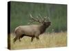 Bull Elk Bugling, Yellowstone National Park, Wyoming, USA-Rolf Nussbaumer-Stretched Canvas