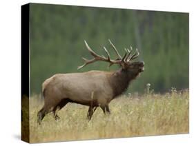 Bull Elk Bugling, Yellowstone National Park, Wyoming, USA-Rolf Nussbaumer-Stretched Canvas