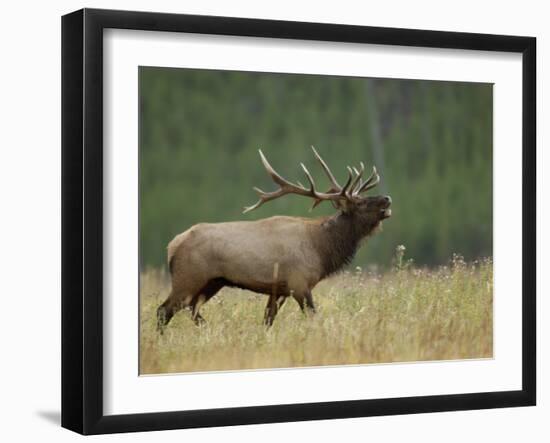 Bull Elk Bugling, Yellowstone National Park, Wyoming, USA-Rolf Nussbaumer-Framed Premium Photographic Print