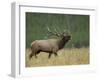 Bull Elk Bugling, Yellowstone National Park, Wyoming, USA-Rolf Nussbaumer-Framed Photographic Print