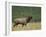 Bull Elk Bugling, Yellowstone National Park, Wyoming, USA-Rolf Nussbaumer-Framed Photographic Print