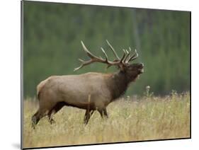 Bull Elk Bugling, Yellowstone National Park, Wyoming, USA-Rolf Nussbaumer-Mounted Photographic Print