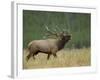 Bull Elk Bugling, Yellowstone National Park, Wyoming, USA-Rolf Nussbaumer-Framed Photographic Print